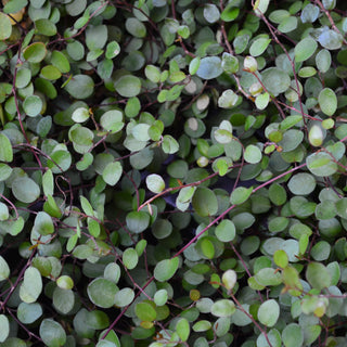 Small Leaf Wire Vine