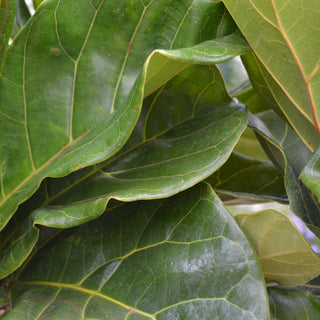 Fiddle-Leaf Fig Ficus