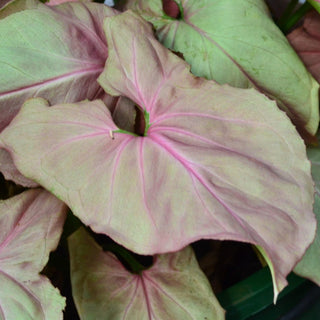 Syngonium Pink Perfection