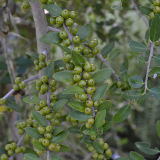 Weeping Yaupon