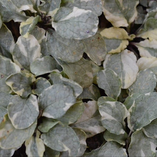 Silver Queen Bugleweed