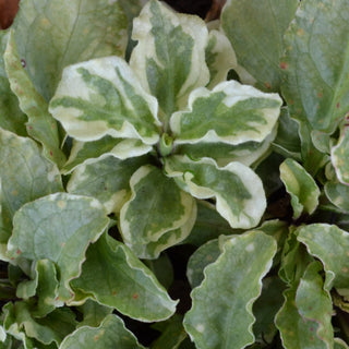 Pink Lightning Bugleweed