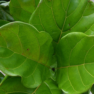 Fiddle-Leaf Fig Ficus
