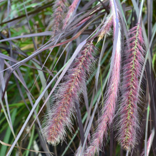 Red Fountain Grass