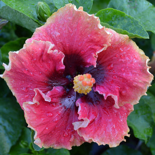 Cajun Hibiscus - Cheeky Maiden
