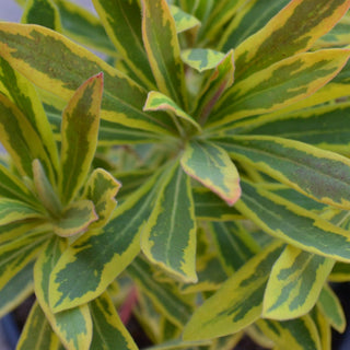 Euphorbia Ascot Rainbow