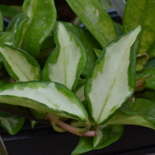 Tricolor Hoya Carnosa Exotica