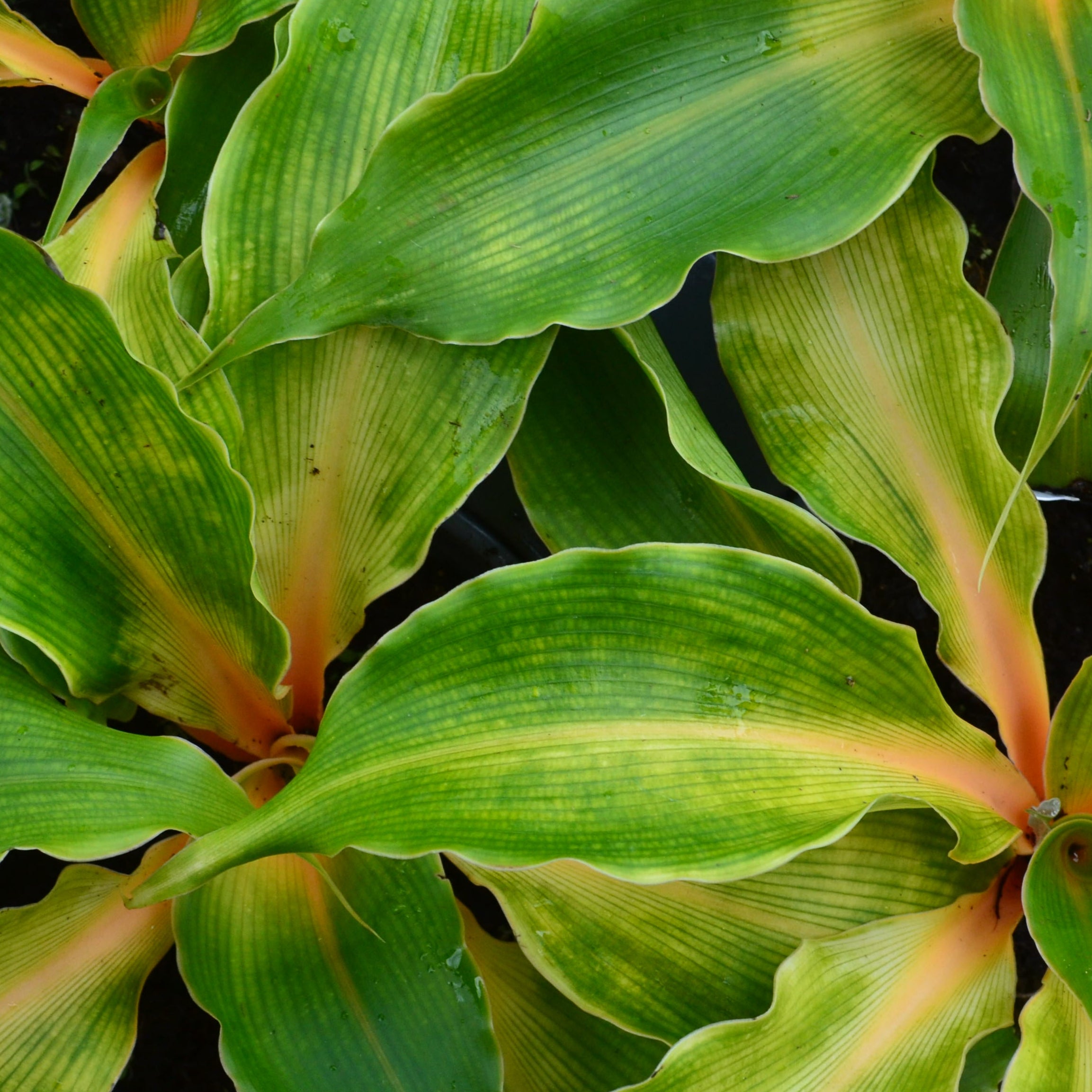 chlorophytum princess mabel Princess Mabel Chlorophytum – Panhandle Palm & Rock