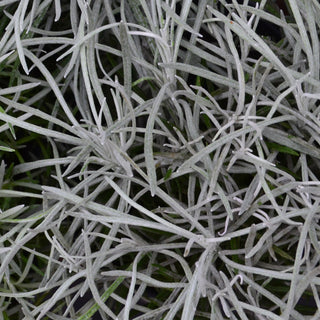 Helichrysum Icicles