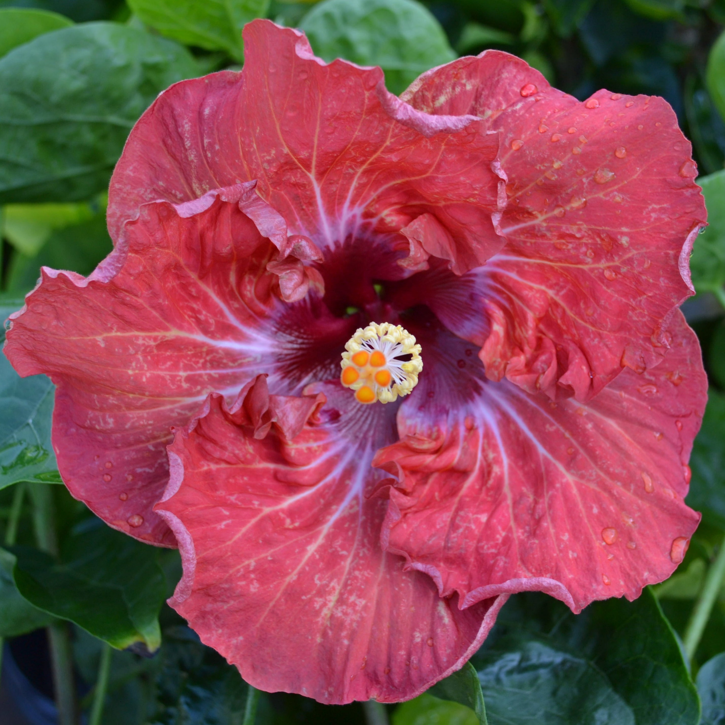 cinnamon hibiscus plant Cajun Hibiscus