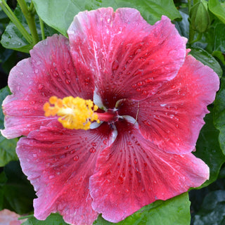 Cajun Hibiscus - Lady Storm