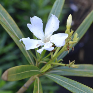 White Oleander