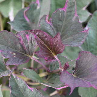 Sweet Potato Tricolor
