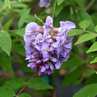 Wisteria Amethyst Falls