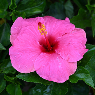 Cayman Wind Hibiscus Bush
