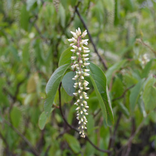 Henry's Garnet Sweetspire
