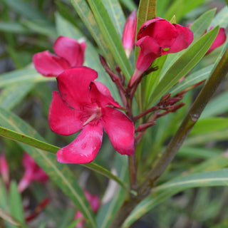 Red Oleander