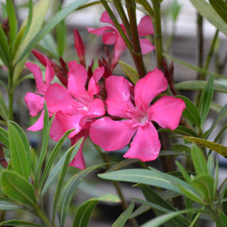 Calypso Oleander