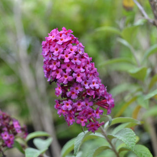 Miss Molly Butterfly Bush