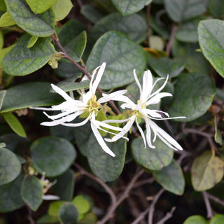 Emerald Snow Loropetalum