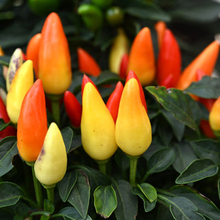 Salsa Ornamental Pepper Mix
