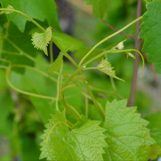 Scuppernong Muscadine