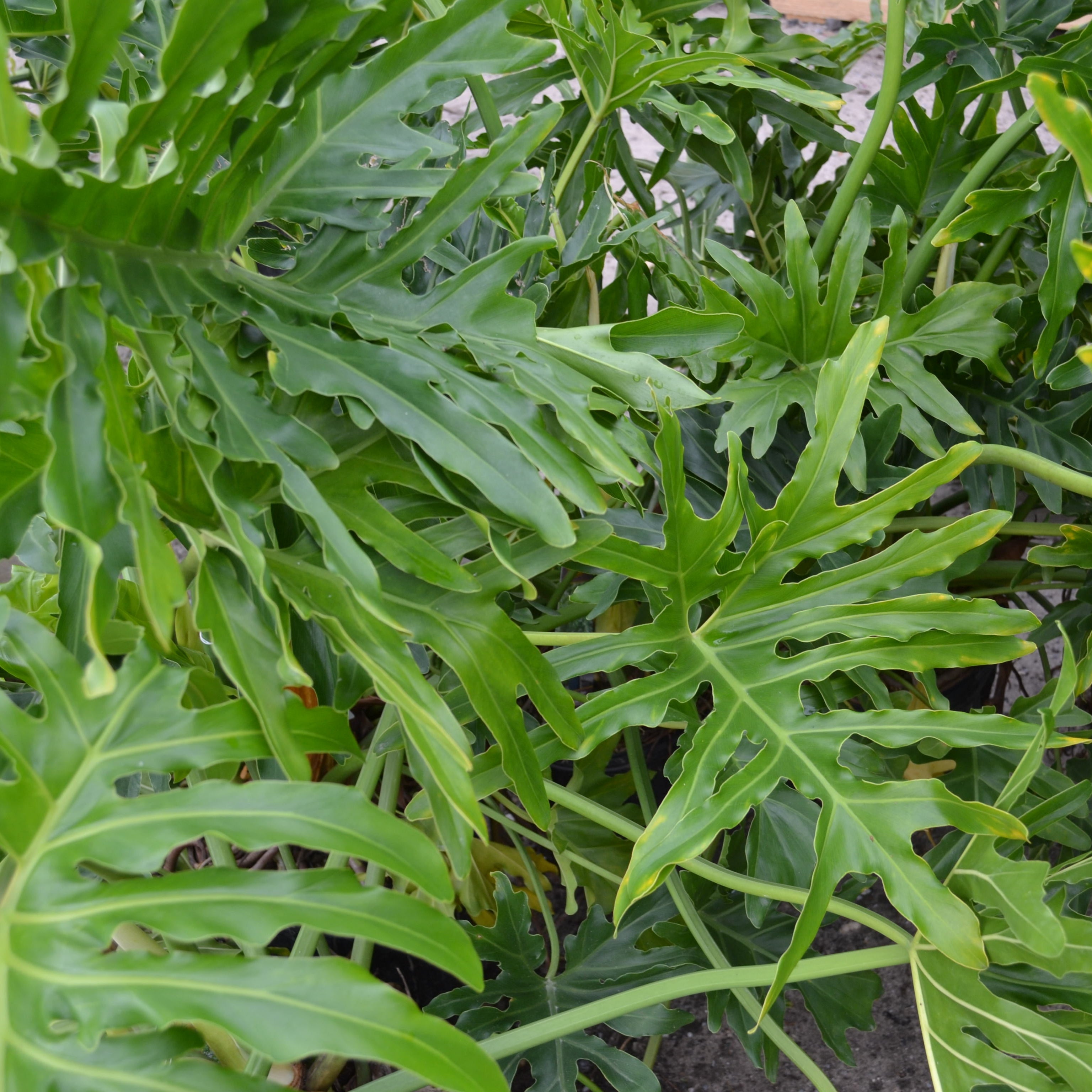 palm philodendron Split Leaf Philodendron – Panhandle Palm & Rock