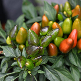 Salsa Ornamental Pepper Mix