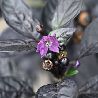 Black Pearl Ornamental Pepper