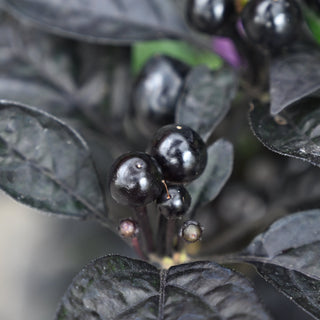 Black Pearl Ornamental Pepper