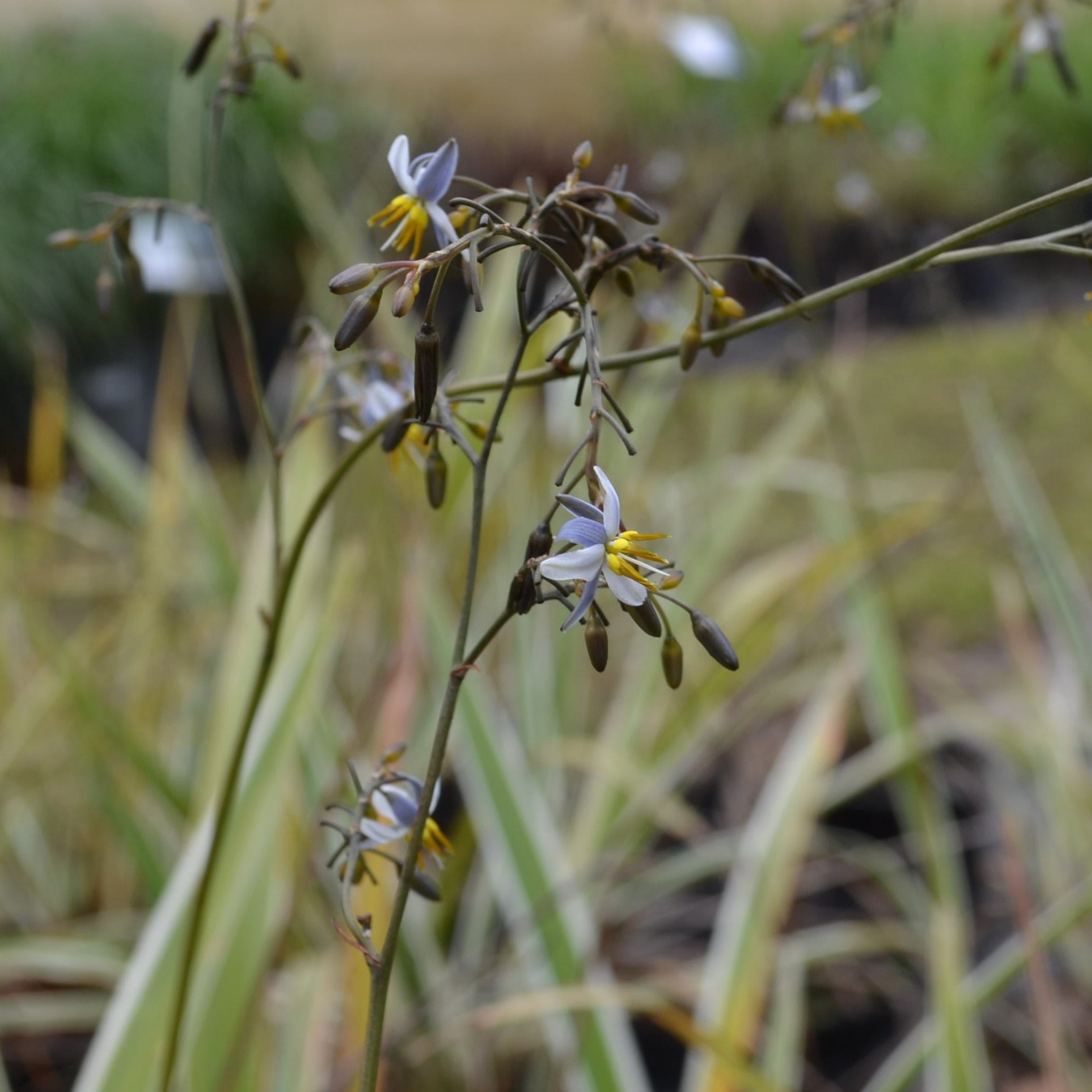 white flax lily Variegated Flax Lily – Panhandle Palm & Rock