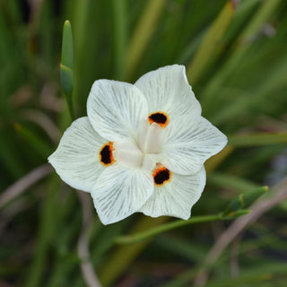 Yellow African Iris