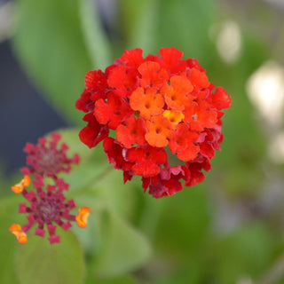 Dallas Red Lantana