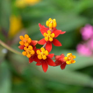 Butterfly Combo: Milkweed/Lantana/Penta