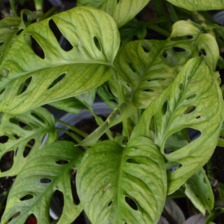 Monstera Swiss Cheese Vine