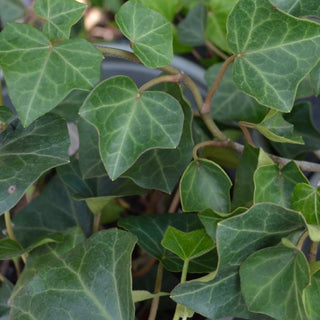 Classic English Ivy