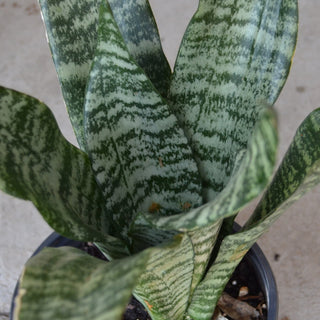 Sansevieria Robusta