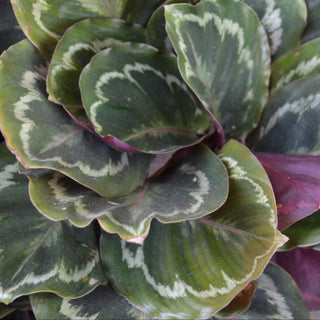 Calathea Medallion