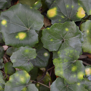 Farfugium Japonicum Aureomaculatum