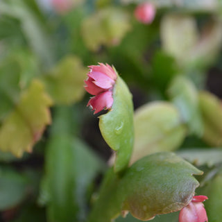Christmas Cactus