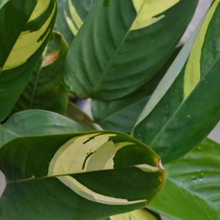 Ctenanthe Golden Mosaic