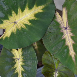 Colocasia Wakiki