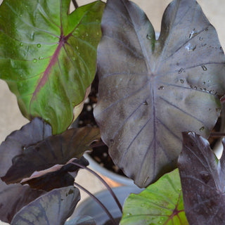 Colocasia Redemption