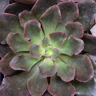 Echeveria Red Prince