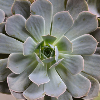 Echeveria Pink Edge