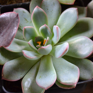 Assorted Exotic Succulents