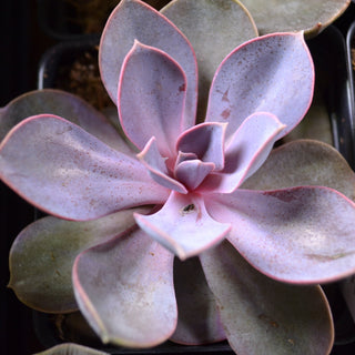 Assorted Exotic Succulents