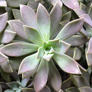 Graptopetalum Paraguayense