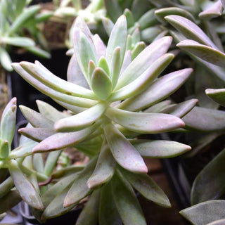 Graptosedum Darley Sunshine