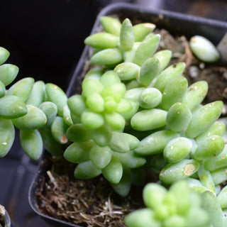 Burro's Tail Sedum